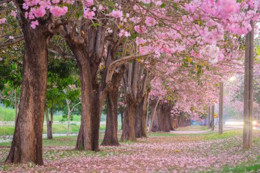 kiraz çiçek açması ağaçların bahar Parkı manzaralı atış