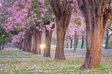 scenic shot of blossoming cherry trees in spring park clipart