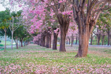 kiraz çiçek açması ağaçların bahar Parkı manzaralı atış