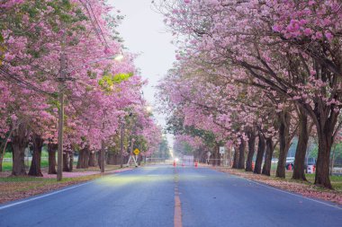 kiraz çiçek açması ağaçlarının yol yanında doğal atış