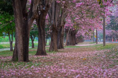 kiraz çiçek açması ağaçların bahar Parkı manzaralı atış