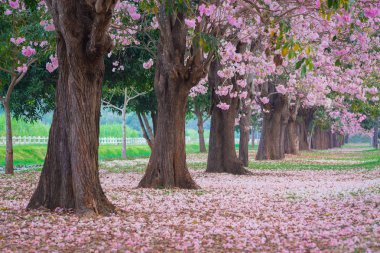 kiraz çiçek açması ağaçların bahar Parkı manzaralı atış