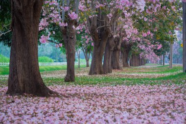kiraz çiçek açması ağaçların bahar Parkı manzaralı atış