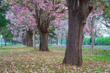 kiraz çiçek açması ağaçların bahar Parkı manzaralı atış