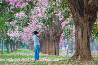 kiraz çiçek açması fotoğraf ağaçlar bahar parkta alarak adam