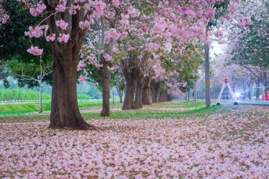kiraz çiçek açması ağaçların bahar Parkı manzaralı atış