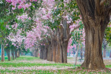 kiraz çiçek açması ağaçların bahar Parkı manzaralı atış