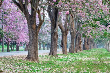 kiraz çiçek açması ağaçların bahar Parkı manzaralı atış