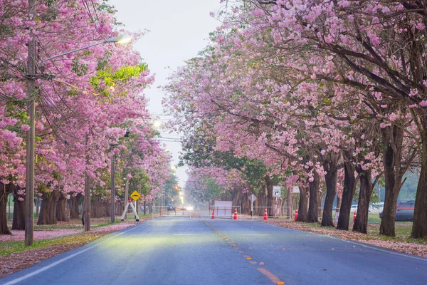 Tiro Cênico Cerejeiras Florescentes Lado Estrada — Fotografia de Stock
