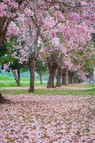 春の公園で桜開花木の風光明媚なショット — ストック写真