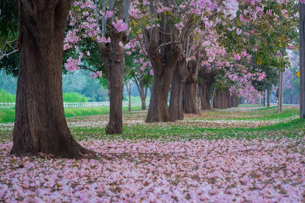 kiraz çiçek açması ağaçların bahar Parkı manzaralı atış