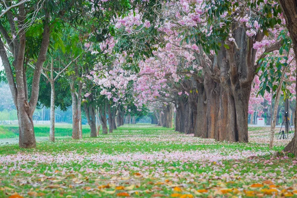 Tiro Cênico Árvores Cereja Florescentes Parque Primavera — Fotografia de Stock