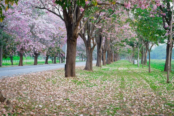 Tiro Cênico Árvores Cereja Florescentes Parque Primavera — Fotografia de Stock