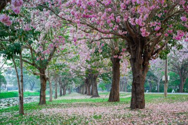 kiraz çiçek açması ağaçların bahar Parkı manzaralı atış