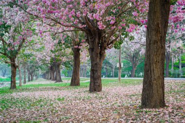 kiraz çiçek açması ağaçların bahar Parkı manzaralı atış