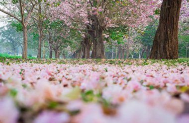 kiraz çiçek çiçek Bahar park zeminde doğal atış