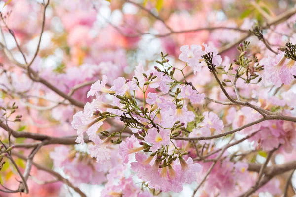 Primo Piano Dei Fiori Ciliegio Fiore Nel Parco Primaverile — Foto Stock