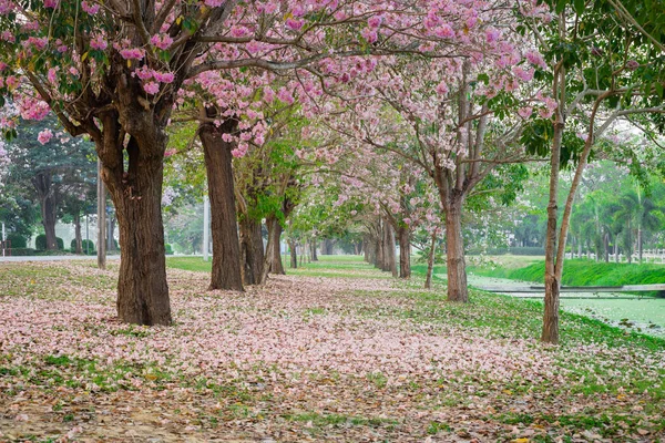 Tiro Cênico Árvores Cereja Florescentes Parque Primavera — Fotografia de Stock
