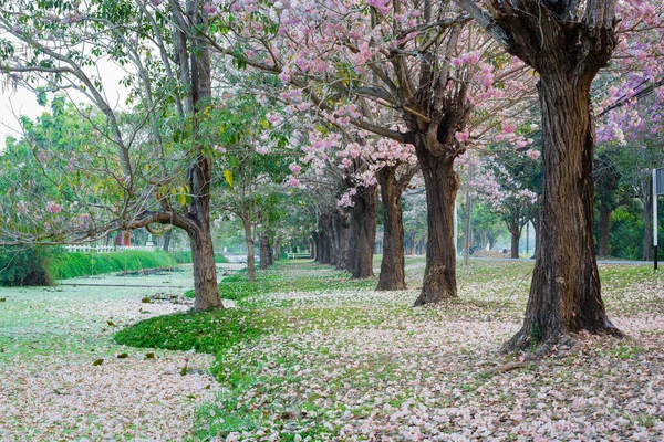 Tiro Cênico Árvores Cereja Florescentes Parque Primavera — Fotografia de Stock