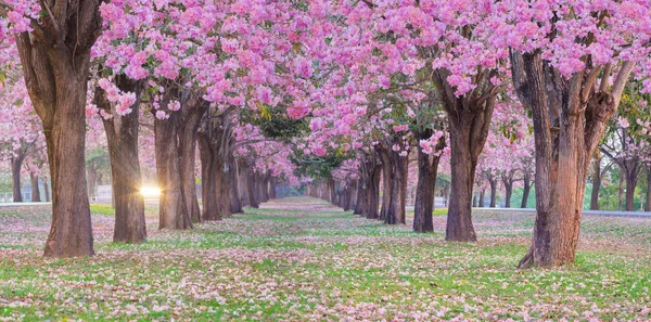 春の公園で桜開花木の行のパノラマ撮影 — ストック写真