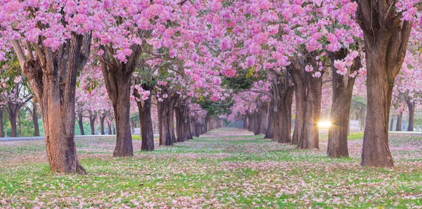 Tiro Panorâmico Linhas Cerejeiras Florescentes Parque Primavera — Fotografia de Stock