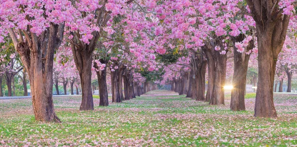 Tiro Panorâmico Linhas Cerejeiras Florescentes Parque Primavera — Fotografia de Stock