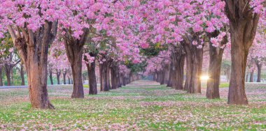 Panoramik çekim romantik çiçek açması pembe trompet çiçek ağaçlarının belli tarihlerde Bahar park kiraz ağaçları.