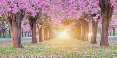 Panoramik çekim romantik çiçek açması pembe trompet çiçek ağaçlarının belli tarihlerde Bahar park kiraz ağaçları.
