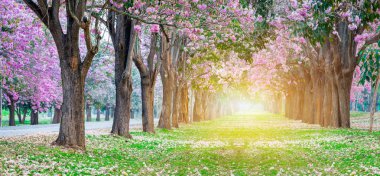 Panoramik çekim romantik çiçek açması pembe trompet çiçek ağaçlarının belli tarihlerde Bahar park kiraz ağaçları.