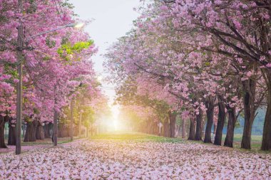 Doğal atış romantik çiçek açması pembe trompet çiçek ağaçlarının belli tarihlerde Bahar park kiraz ağaçları.