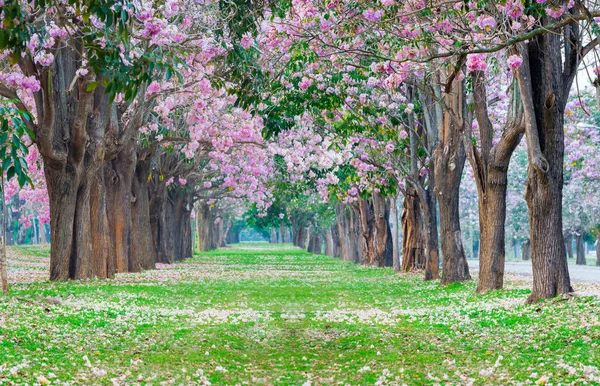 Cênico Tiro Românticas Flores Rosa Trompete Árvores Flores Parece Cerejeiras — Fotografia de Stock