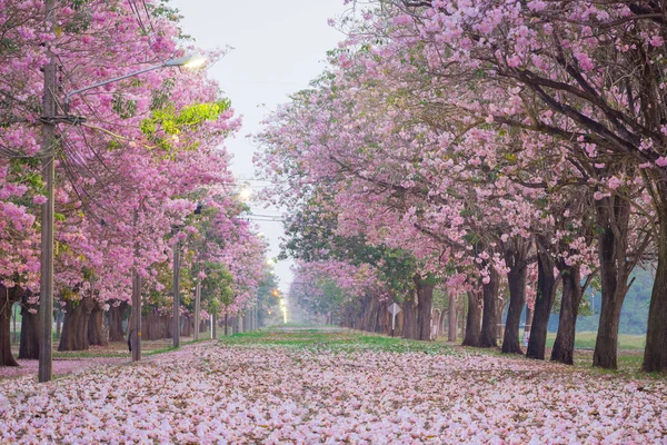 Escénica Foto Románticos Árboles Flores Trompeta Rosa Flor Parecen Los — Foto de Stock