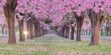 Doğal atış romantik çiçek açması pembe trompet çiçek ağaçlarının belli tarihlerde Bahar park kiraz ağaçları.