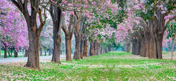 Cênico Tiro Românticas Flores Rosa Trompete Árvores Flores Parece Cerejeiras — Fotografia de Stock