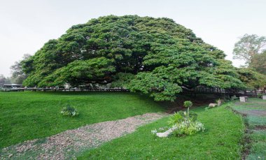 Ahşap banklar ile dev yeşil ağaç
