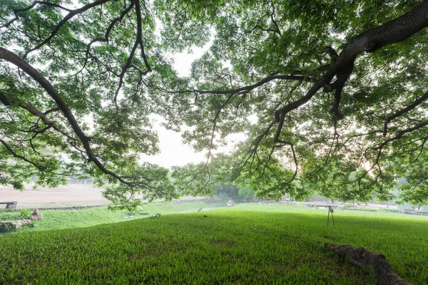 Amazing View Giant Green Tree Park — Stock Photo, Image