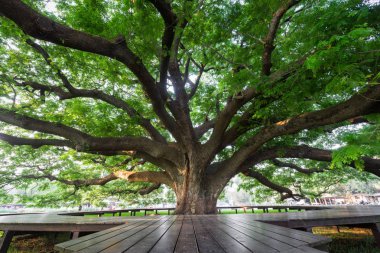 Yuvarlak ahşap Bank ile dev yeşil ağaç 