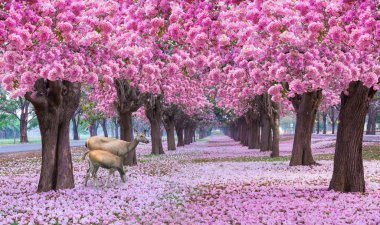 pembe trompet ağaçlar çiçek ile sokakta otlatma geyik 