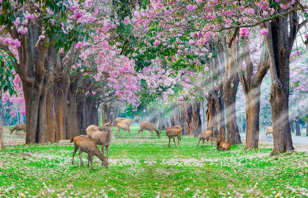 Pembe Trompet Ağaçlar Çiçek Ile Sokakta Otlatma Geyik — Stok fotoğraf