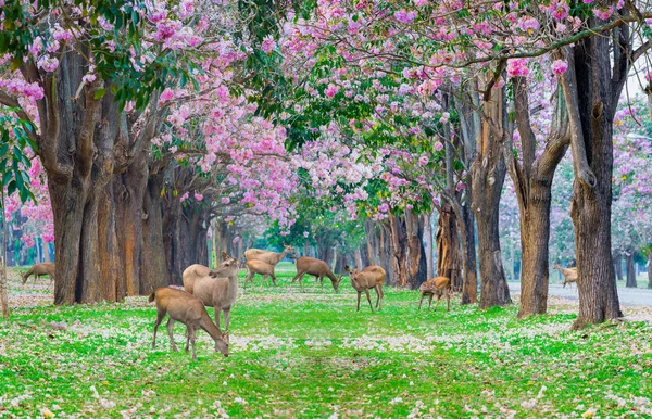 Pembe Trompet Ağaçlar Çiçek Ile Sokakta Otlatma Geyik — Stok fotoğraf