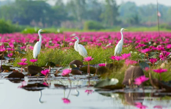 Lindas Flores Lótus Vermelho Crescendo Lago Pássaros Brancos — Fotografia de Stock