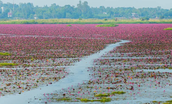 Gölde Güzel Kırmızı Lotus Çiçekleri — Stok fotoğraf