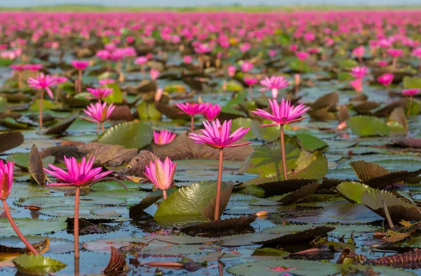 Gölde Güzel Kırmızı Lotus Çiçekleri — Stok fotoğraf