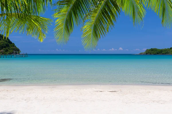 Palm Leaf Tropical Sea Blue Sky Green Sea — Stock Photo, Image