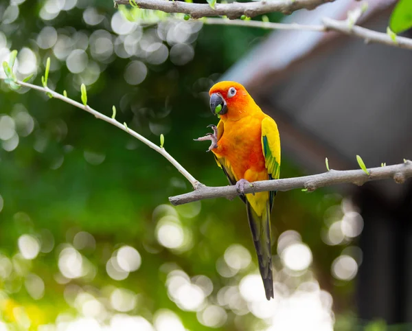 Kleurrijke Papegaai Met Oranje Rood Groen Vangen Boomtak — Stockfoto