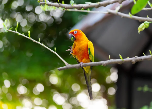 Kleurrijke Papegaai Met Oranje Rood Groen Vangen Boomtak — Stockfoto