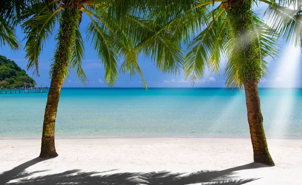 Palm Trees Beach Tropical Sea — Stock Photo, Image