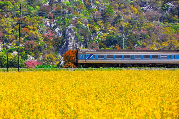 Local running train cross the yellow flower field and colorful of tree leaves in autumn.