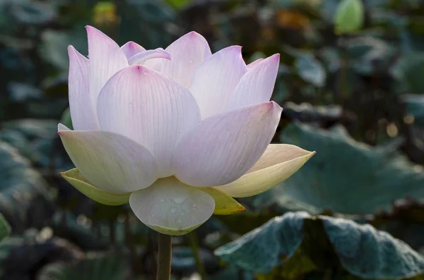 Hellrosa Lotusblüte Mit Grünem Blatthintergrund — Stockfoto