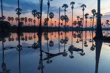 Güneşin doğuşunda siluet şeker palmiyeleri pirinç tarlasının sularını yansıtır..